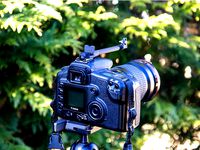 Fast Action Photo Sight by GeoDave