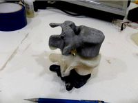 Lombar Vertebra - L3, L4 and L5 by MarioDiniz