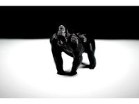 Gorilla by xeVox