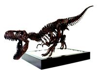 T-Rex Skeleton - Leo Burton Mount by lordlilapause