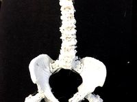 Spine and Pelvis from CT Scan by baileyisgood