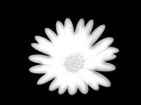 2.5D Flower  by hologran