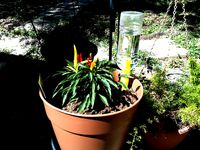 Plant irrigation spike by CosmicBeyond