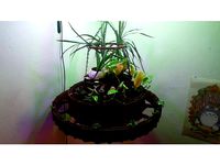 Laputa Gardens by SunGear