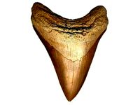 Shark Tooth Model by popmods