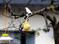 Suetball Hooks by mat_neu27