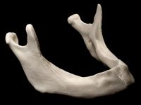 Human Mandible (Edentulous) by fvillena