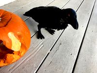 Halloween Crow (Animated) by danman