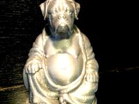 Boxer Buddha by DunphyDo