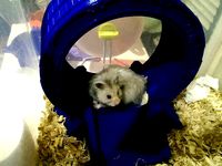 Stargate Hamster Wheel by polysquare