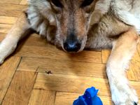 Low-poly wolf head by ridercz