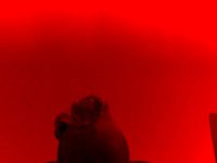 Monkey jug by toledojay