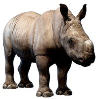 Rhino Baby