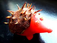 Chestnut Hedgehog | fall animal by 3DFonzy
