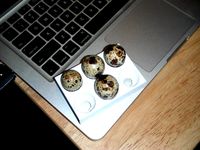 Quail Egg Cradle by NCHippy