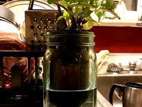 Mason Jar Plant Potter - Self Watering Planter DONT USE. FLAWED CONCEPT by Light24bulbs