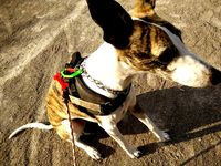 Dog Tag for french number (médaille de chien avec numero francais) by Goofy34