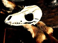 Shaman Mask by wilfredoaristo