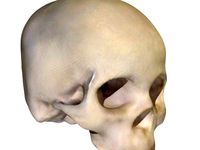 Homo Sapien Skull by sjpiper145