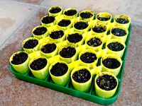 Seed Trays by buber