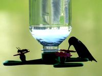 Hummingbird Feeder with Perch by Gazorpa