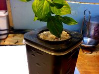 Net Pot Covers for Ikea Prusa Container by cfishy