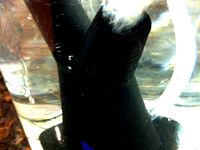 Aquarium Dead Tree by WRRL