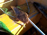 BeeJays Lure Remix by beejay81