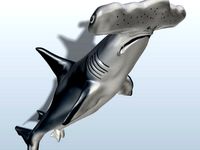 Great Hammerhead Shark by SavageWarlord