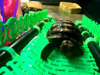 Jazzy modular small pet enclosure by supinemonkey