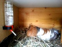 Trinkflaschenhalter - Bottle holder for small pets, Rat, Hamster, Guinea Pig, Rabbit, Mouse, ... by Kolbi