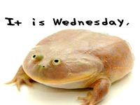 It is wednesday my dudes frog meme by joepotato420