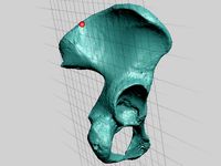 High Resolution Human Female Pelvis Scan by dricketts