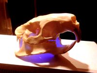 Coypu (Nutria) River Rat Original Skull Scan by dricketts