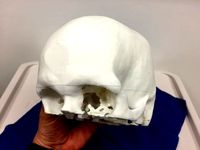 Adult Skull by descobar3d