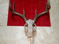 DEER SKULL large and normal size by Slicer11221