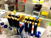 Adhesive-backed pipette holder for Gilson pipettes (1×, 2×, 3×) by WaveSupportApparatus