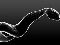 Python Snake by Jakim