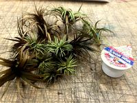 Lasercut Toi Toi bush by tubbyhungus