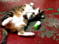 Cat Toy by NoaLd