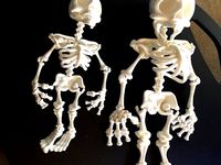 Davision3d Articulated Skeleton at 150% by aolshove