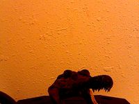 alagator skull by joeysandos