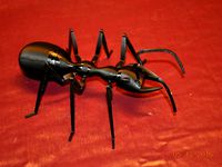 Big Ant by tc_fea