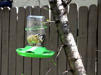 Bird Feeder by mmigchelb