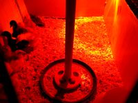 Chicken feeder 1" pvc by timwaller