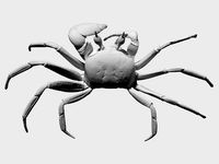 3D scan of a ghost crab by oliverlaric
