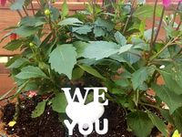 We Love You Lollipop with Heart by TechJeeper