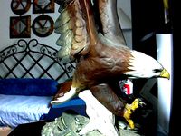 Bald Eagle by crushedwolf