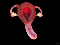 Anatomical Uterus, Vagina, and Internal Sex Organs by AMS3188