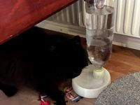 PET bottle water bowl by magu